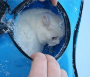 бедный кот