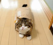 кот Мару