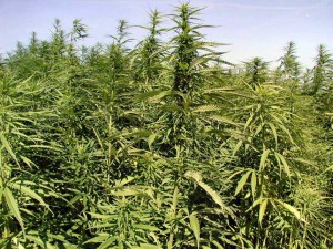cannabis field