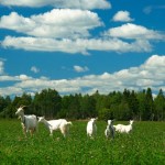 козы на поле