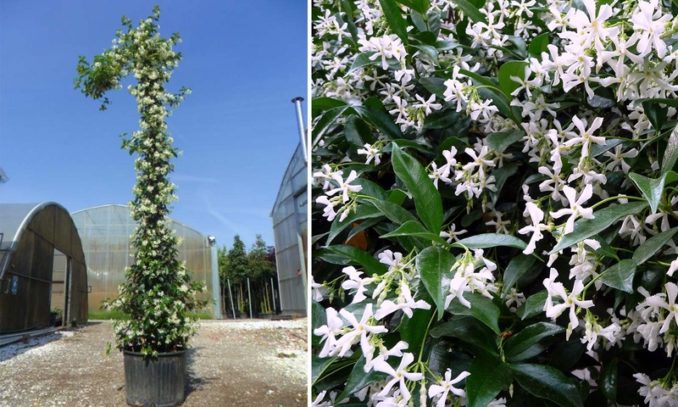 Trachelospermum jasminoides