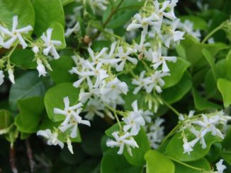 Trachelospermum jasminoides