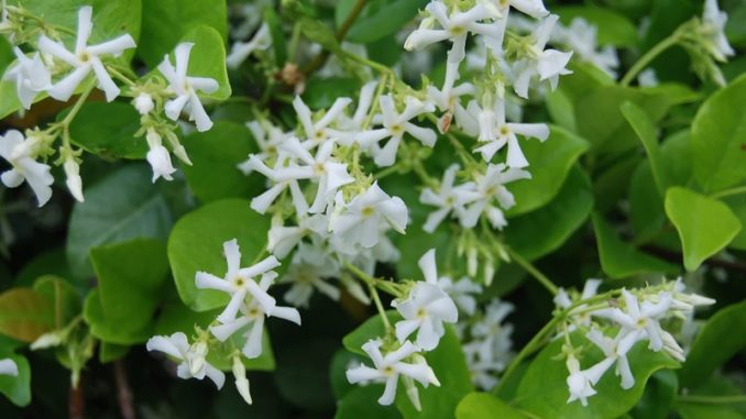 Trachelospermum jasminoides